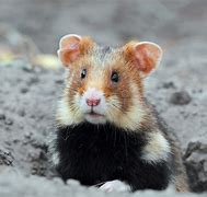 Image result for Field Hamster