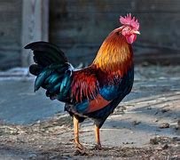 Image result for Le Coq