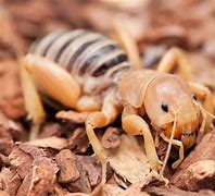 Image result for Different Cricket Species