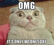Image result for Hump Day Cat Meme