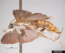 Image result for "navel-orangeworm"
