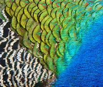 Image result for Peacock Blue Texture