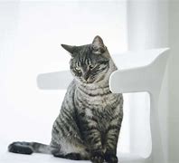 Image result for Cat Sitting On Chair Meme