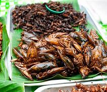 Image result for Commercial Cricket Food
