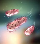 Image result for Escherichia Coli O157:H7