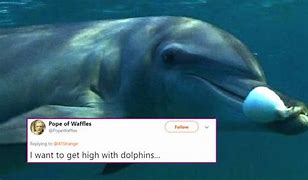 Image result for Dolphin Puffer Fish Funny Meme