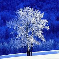 Image result for Frosted Wallpaper