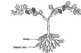 Image result for Grapevine Young Plant
