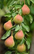 Image result for Dwarf Pear Trees Varieties