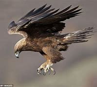 Image result for Golden Eagles Bird Prey