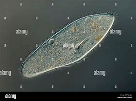Image result for ciliata