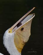 Image result for Pelican Pouch Turtle