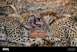 Image result for Touch Starved Cheetah