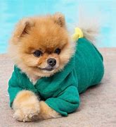 Image result for Jiff Pom Yawn