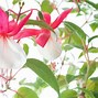 Image result for Fuchsia Plant Colors