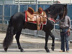 Image result for Azteca Stallion
