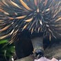 Image result for Echidna Eating