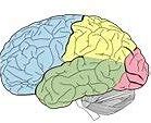 Image result for Three Main Parts Brain