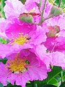 Image result for Lagerstroemia Royalty