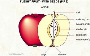Image result for Apple Labeled