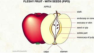 Image result for Edible Part of Apple