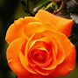 Image result for Love Forever Roses