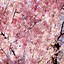 Image result for Sakura iPhone Wallpaper