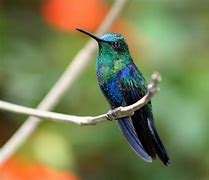 Image result for Discosura Trochilidae