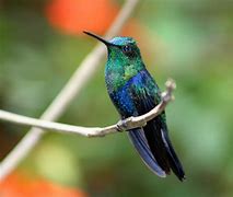Image result for Chlorestes Trochilidae