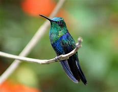 Image result for Microchera Trochilidae