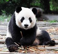 Image result for Pic of Panda Bear Sitting