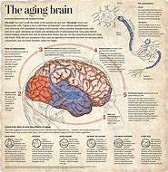 Image result for Aging Brain Symptoms