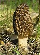 Image result for Mushrooms That Look Like Morels