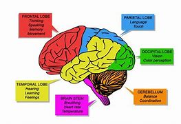 Image result for Parts of the Brain and Their Functions