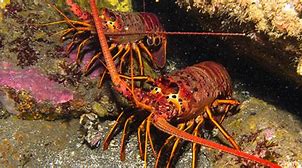 Image result for California Spiny Lobster