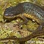 Image result for Red Newt Blue Newt