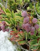 Image result for Wild Berries in Mt. Apo