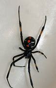 Image result for Black Spider with White On Back