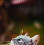 Image result for A Happy Cat