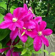Image result for Clematis Sunset
