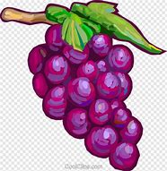 Image result for Pics of Grapes On Vine