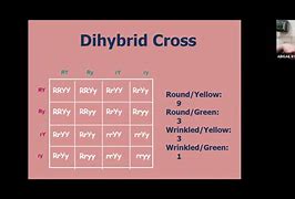 Image result for Dihybrid Cross