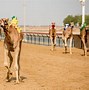 Image result for Camel Racing in UAE Photos