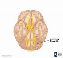 Image result for Accessory Nerve