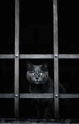 Image result for Evil Looking Cat Staring through Window