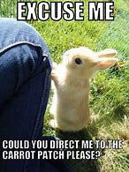 Image result for Cute Baby Animals with Funny Quotes