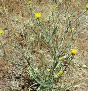 Image result for Arizona Weeds with Yellow Flowers