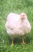 Image result for Non-GMO Chickens