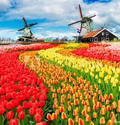 Image result for tulips windmills dutch
