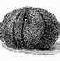 Image result for Blue Sea Urchin Clip Art